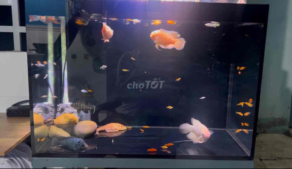 Thanh lý tất cả gồm hồ, chân hồ, lọc, bơm ,…. Mua bán Phụ kiện, Thức ăn, Dịch vụ tại Quận Ninh Kiều Cần Thơ được đăng bởi Nguyễn Thanh Liêm hình 3