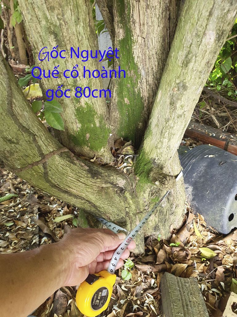 🌳 Bán 5 cây cảnh lâu năm, gốc lớn tại vườn. Mua bán Cây cảnh, đồ trang trí tại Huyện Hòa Thành Tây Ninh được đăng bởi Bui Trong Nghia hình 1