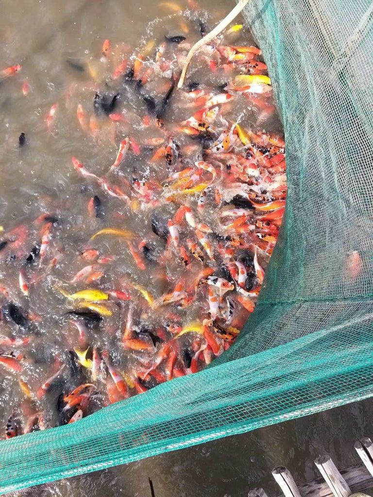 Cá Koi Việt . Mua bán Thú cưng khác tại Huyện Bình Chánh Tp Hồ Chí Minh được đăng bởi Được  hình 1