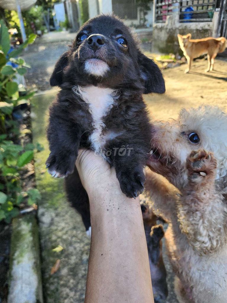 Chó Poodle con 2 tháng Đen vớ trắng móng đeoi. Mua bán Chó tại Huyện Củ Chi Tp Hồ Chí Minh được đăng bởi Nguyễn Hữu Nghĩa hình 1