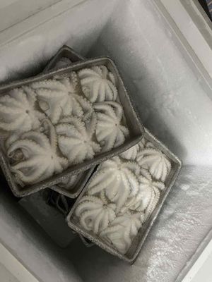 Bạch tuộc. Mua bán Đồ ăn, thực phẩm và các loại khác tại Quận Bình Tân Tp Hồ Chí Minh được đăng bởi Ngọc