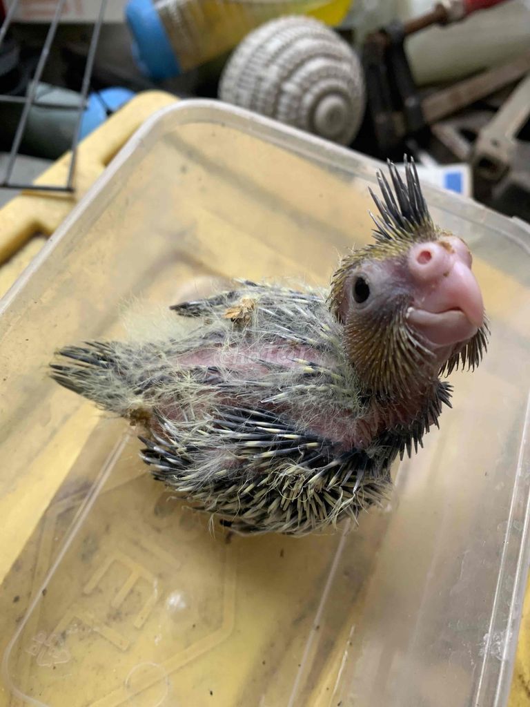 COCKATIEL NON TÌM NGƯỜI THƯƠNG. Mua bán Chim tại Quận Bình Thạnh Tp Hồ Chí Minh được đăng bởi Quang hình 1