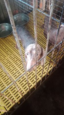 Lạp xưởng cái đã ss. Mua bán Chó tại Huyện Mỏ Cày Bắc Bến Tre được đăng bởi Thanh