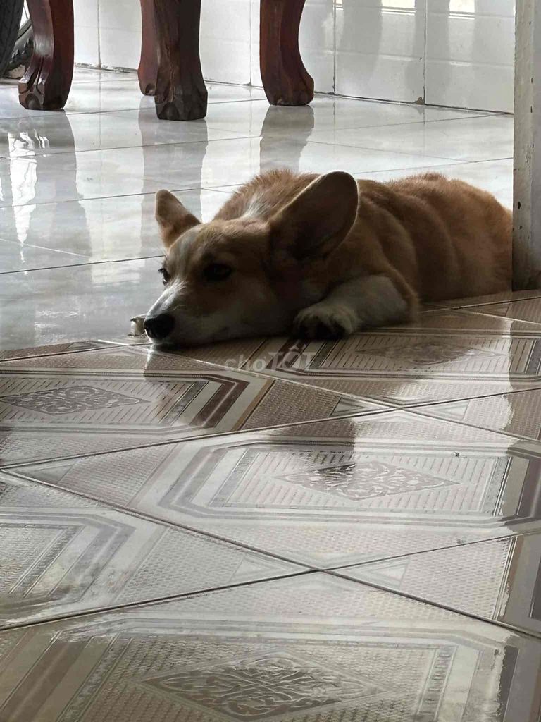 Chó Corgi Nâu trắng. Mua bán Chó tại Thành phố Biên Hòa Đồng Nai được đăng bởi Hồ Tôn hình 1