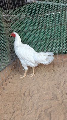 Gà mái nòi 1k8 Tơ zin