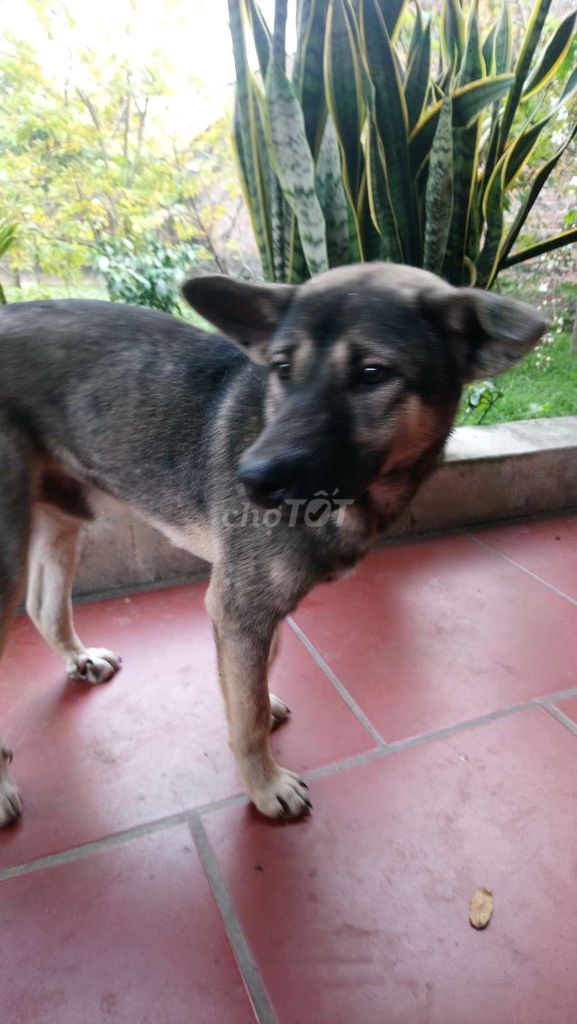 Chó Đực 4 tháng tuổi đã tiêm. Mua bán Chó tại Huyện Sóc Sơn Hà Nội được đăng bởi Tuan Nguyenvan hình 1