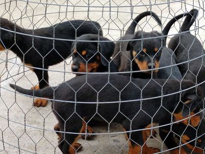 Chó Rottweiler VTn