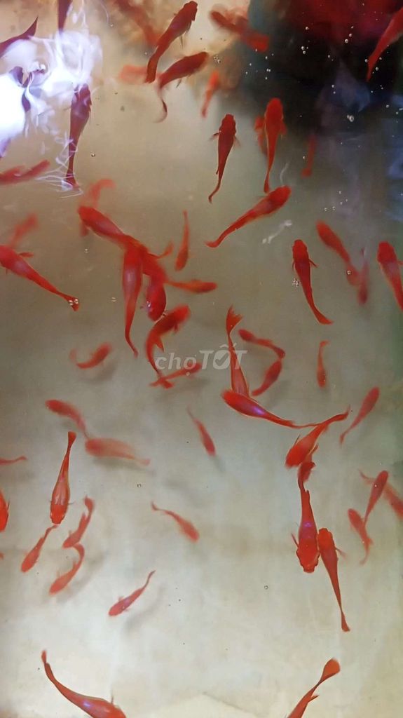 Koi red gene ear
