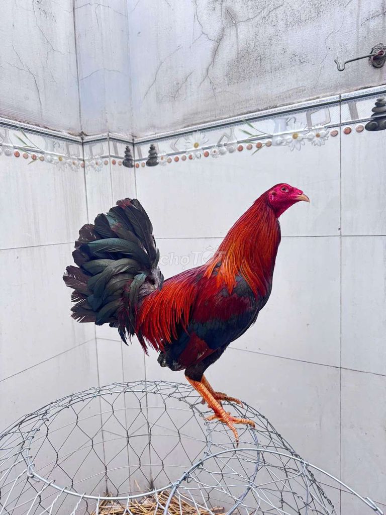 Gà tre trống 7-8 tháng Đỏ đen. Mua bán Gà tại Huyện Bình Chánh Tp Hồ Chí Minh được đăng bởi Na Dark hình 1