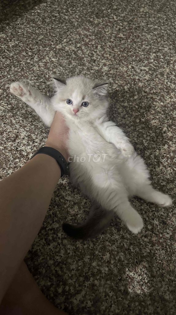 Mèo ragdoll đực 2 tháng