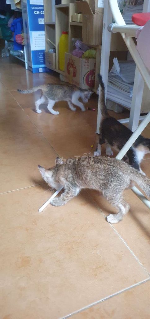 Mèo con nhiều màu. Mua bán Mèo tại Quận Ngũ Hành Sơn Đà Nẵng được đăng bởi Đinh Thị Bích Hạnh hình 1