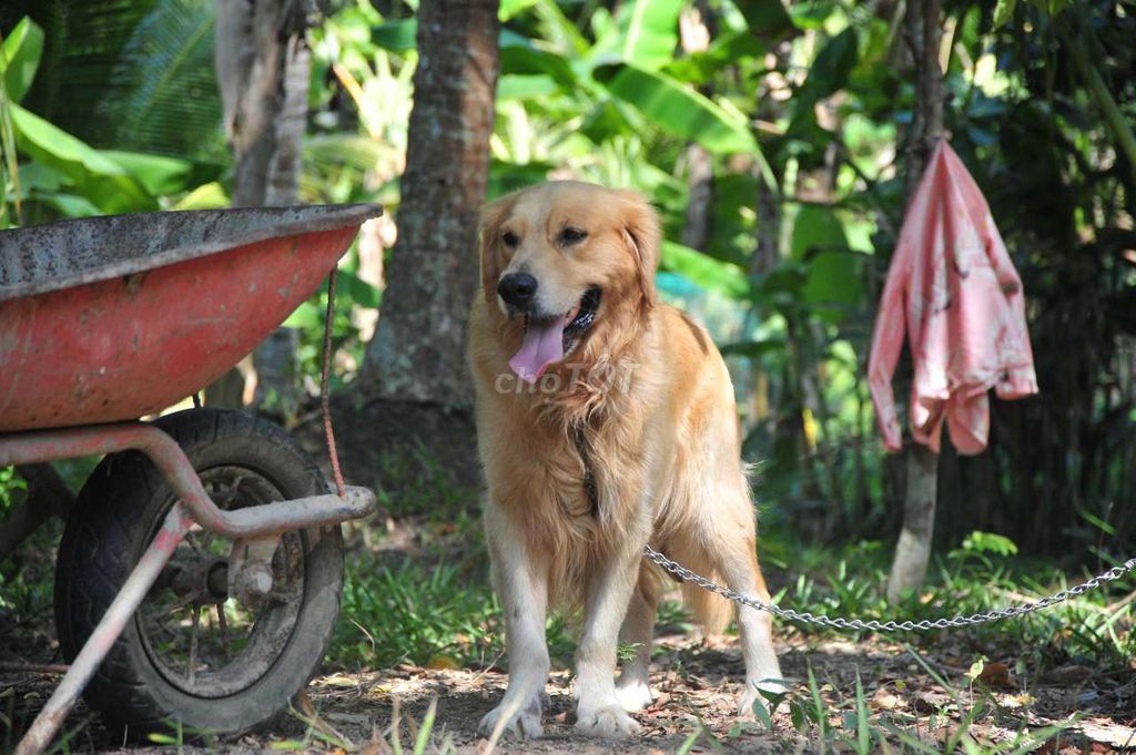 Chó Golden Retriever đực hơn 1 tuổi. Mua bán Chó tại Thành phố Trà Vinh Trà Vinh được đăng bởi Sơn Huy hình 1