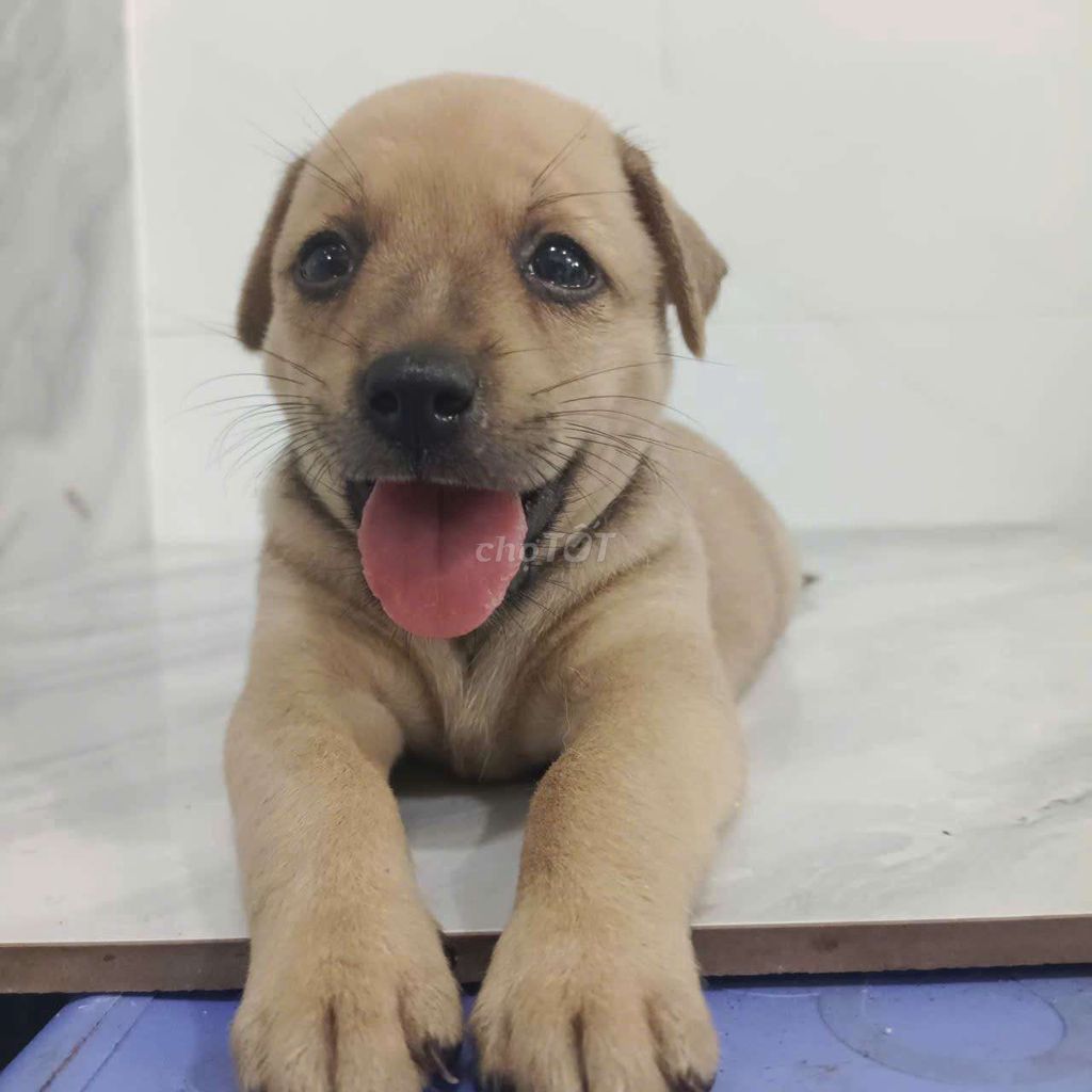 Chó Labrador f1 Đực Vàng 1.5 tháng. Mua bán Chó tại Quận 6 Tp Hồ Chí Minh được đăng bởi Tăng Chí Lương  hình 1