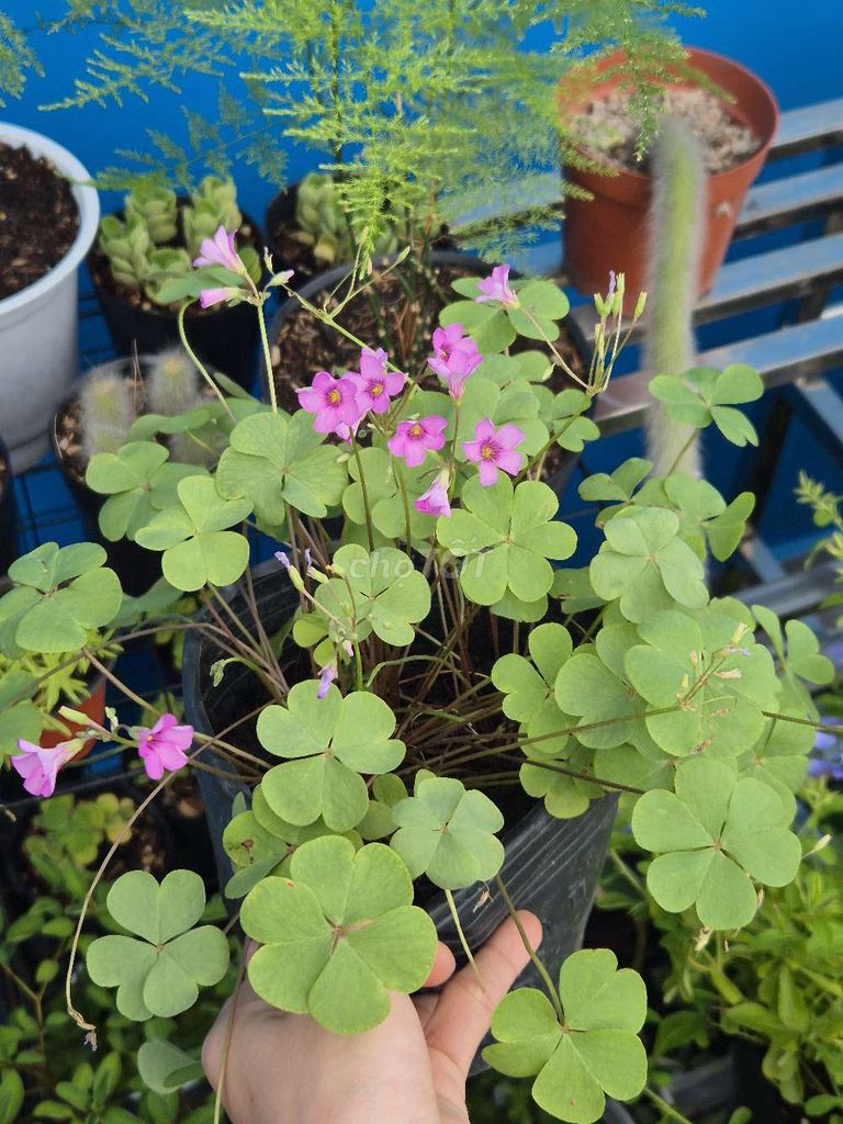 Chậu oxalis hoa hồng. Mua bán Cây cảnh, đồ trang trí tại Quận 3 Tp Hồ Chí Minh được đăng bởi Khánh Dương hình 1