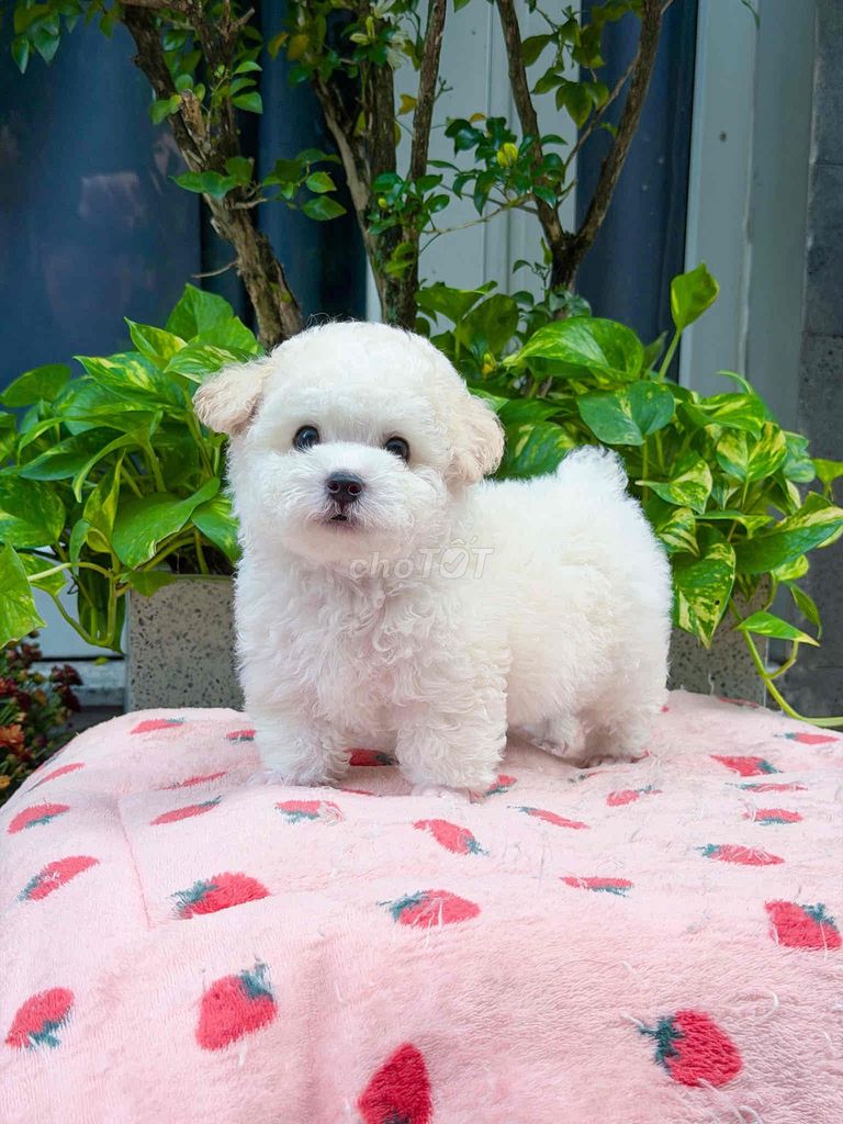 Chó Poodle Tiny Trắng nhỏ nhắn ảnh chính chủ. Mua bán Chó tại Quận Tân Bình Tp Hồ Chí Minh được đăng bởi Minh vương hình 1