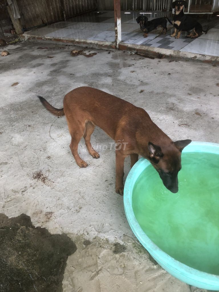 Chó Malinois Bỉ cái 6 tháng. Mua bán Chó tại Huyện Hóc Môn Tp Hồ Chí Minh được đăng bởi nguyễn thị CHI hình 1