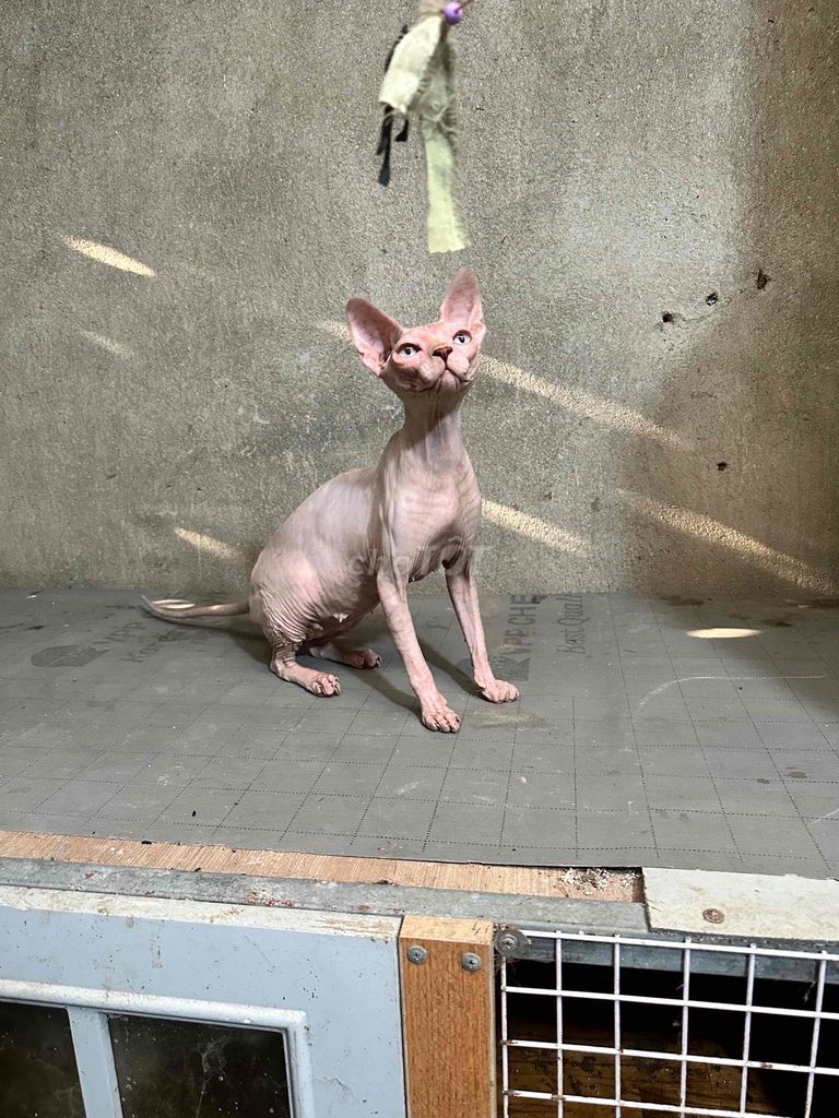 Mèo Sphynx cái 2 tuổi đã sinh sản.. Mua bán Mèo tại Quận 12 Tp Hồ Chí Minh được đăng bởi Minh Nguyen hình 1