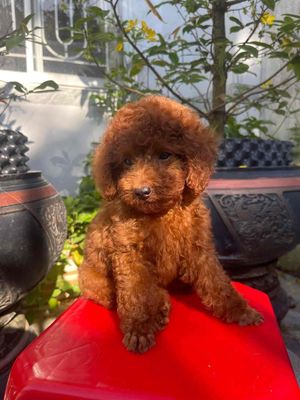 chó poodle thuần chủng đã tiêm ngừa. Mua bán Chó tại Huyện Long Hồ Vĩnh Long được đăng bởi Nguyễn Quốc Bảo