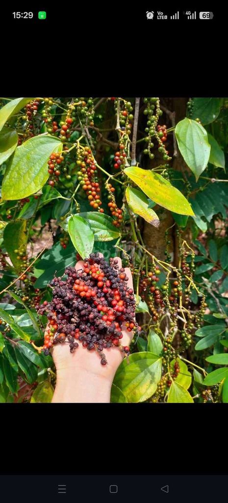 NỒNG, THƠM ĐẬM, CHUẨN SẠCH NHÀ TRỒNG. Mua bán Đồ ăn, thực phẩm và các loại khác tại Quận Bình Tân Tp Hồ Chí Minh được đăng bởi Võ Hoàng Nhã Uyên hình 1