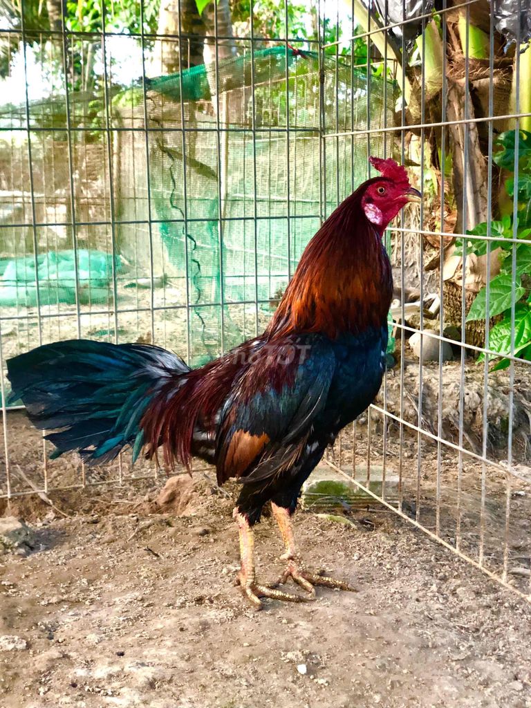 Gà Tân Phước Tiền Giang. Mua bán Gà tại Huyện Tân Phước Tiền Giang được đăng bởi GÀ 3 CÓC hình 1