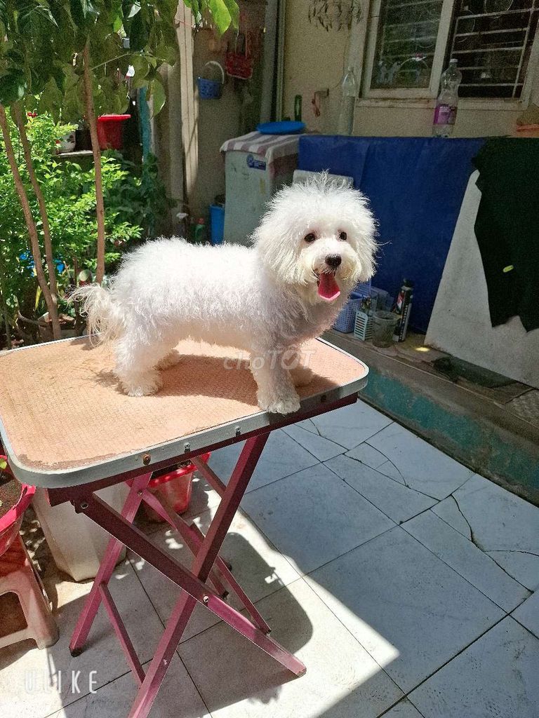 Bichon gái size mini. Mua bán Chó tại Quận 7 Tp Hồ Chí Minh được đăng bởi tran nguyen ngoc khanh hình 1
