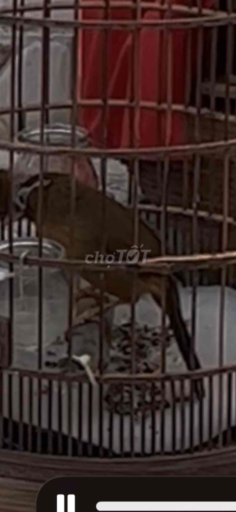 Chim cảnh hộ chiến,2 mùa. Mua bán Chim tại Huyện Hóc Môn Tp Hồ Chí Minh được đăng bởi an nguyen hình 1