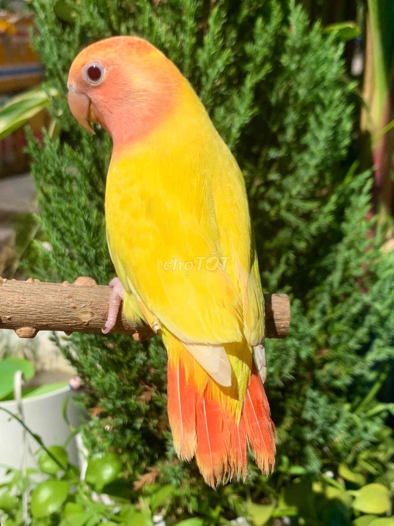 Vẹt Lovebird Vàng cam siêu ngoan. Mua bán Chim tại Quận Gò Vấp Tp Hồ Chí Minh được đăng bởi Huynh Anh hình 1