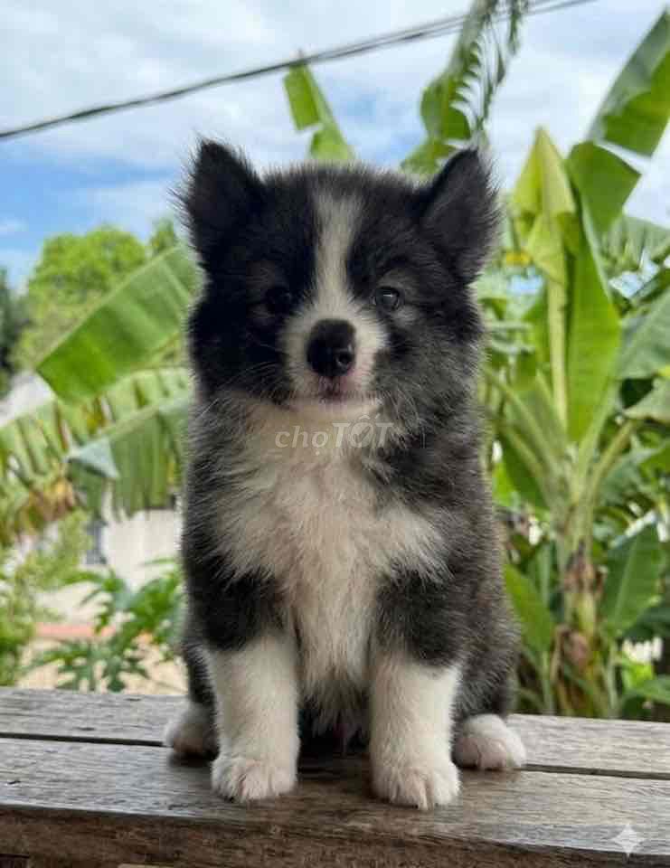 Tìm nhà yêu thương 2 bé husky lai alaska ạ. Mua bán Chó tại Huyện Châu Thành Tây Ninh được đăng bởi Nguyễn Ngân hình 1