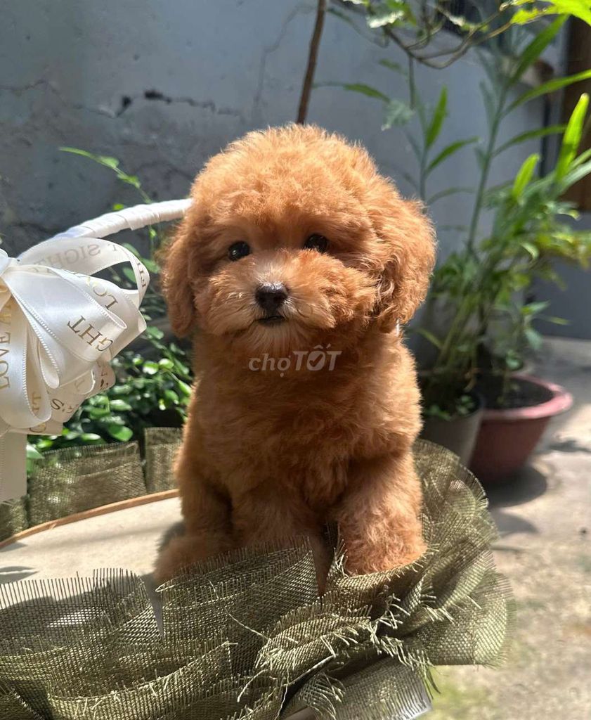 Chó Poodle Nâu đỏ 3 tháng tuổi. Mua bán Chó tại Quận Gò Vấp Tp Hồ Chí Minh được đăng bởi Phát Đạt  hình 1