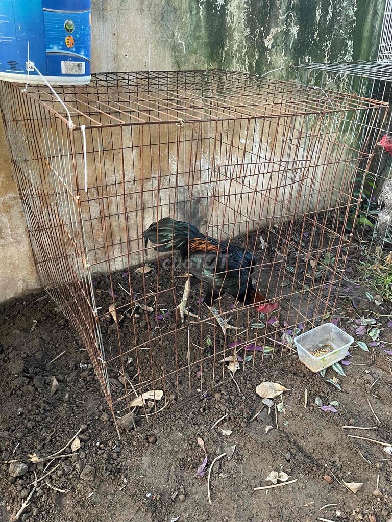 gà tơ. Mua bán Gà tại Huyện Ứng Hòa Hà Nội được đăng bởi Trần tiến hình 1
