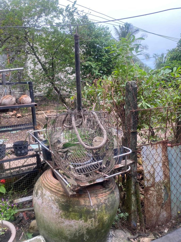 Lồng chim giao lưu chào mào bỗi. Mua bán Phụ kiện, Thức ăn, Dịch vụ tại Huyện Gò Dầu Tây Ninh được đăng bởi trí dul  hình 2