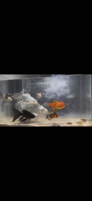 Cá cảnh Đa sắc