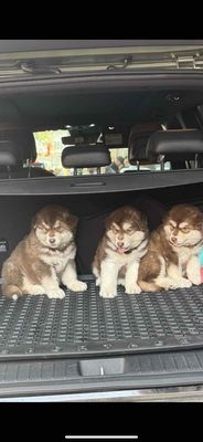 Chó Alaska nâu trắng