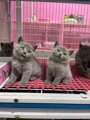 mèo anh lông ngắn2th siêu mập. Mua bán Mèo tại Quận Gò Vấp Tp Hồ Chí Minh được đăng bởi MeoMeo