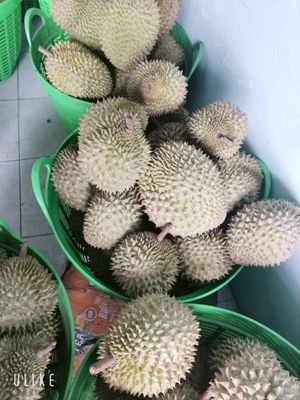 Sầu Riêng Ri 6. Mua bán Đồ ăn, thực phẩm và các loại khác tại Huyện Bình Chánh Tp Hồ Chí Minh được đăng bởi Dung Nguyen