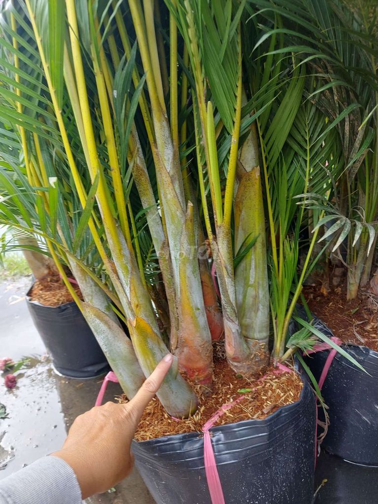 Cây cảnh Cau vàng Thái 1m4-1m8 Xanh, vàng. Mua bán Cây cảnh, đồ trang trí tại Quận Gò Vấp Tp Hồ Chí Minh được đăng bởi Tô Kem  hình 1
