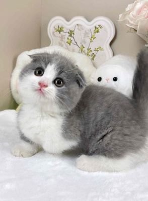 Mèo Bicolor Chân Ngắn Xinh