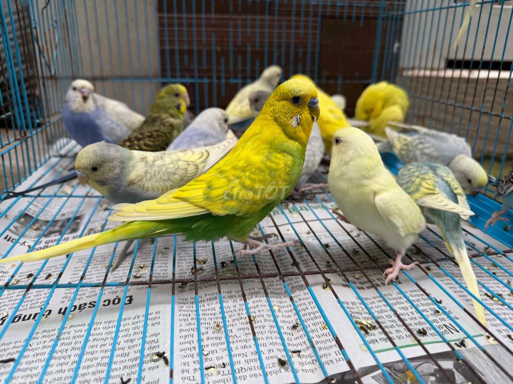 Chim Yến Phụng Yp Hà Lan lai Eu Đa dạng. Mua bán Chim tại Quận Tân Phú Tp Hồ Chí Minh được đăng bởi Thủy huỳnh hình 1