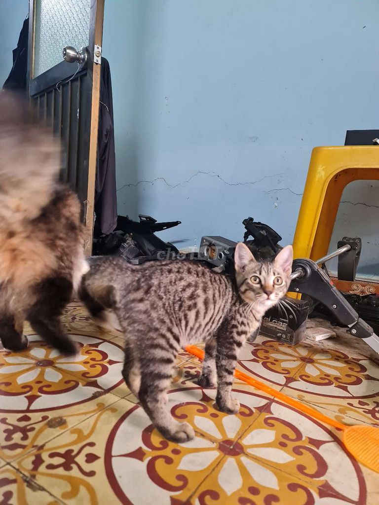 Mèo aln lai 1 đến 3 tháng tuổi