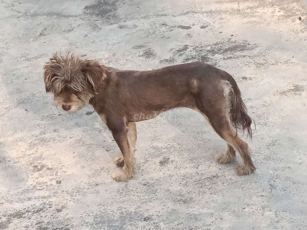 Chó Schnauzer Chó Ông Già đen xám phom đẹp. Mua bán Chó tại Huyện Kim Thành Hải Dương được đăng bởi Bảo An hình 1
