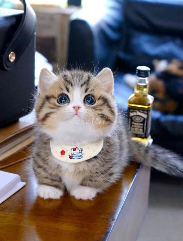 Mèo Munchkin xinh xắn. Mua bán Mèo tại Quận Tân Bình Tp Hồ Chí Minh được đăng bởi Meow Meow Cattery hình 1