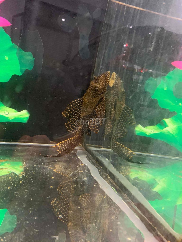 Cá lau kính màu Nâu đen. Mua bán Thú cưng khác tại Thành phố Dĩ An Bình Dương được đăng bởi Thanh hình 1