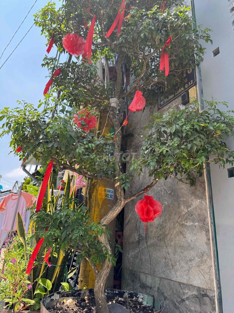 cay Nguyet quế già  . ko co thoi gian cham soc. Mua bán Cây cảnh, đồ trang trí tại Quận 12 Tp Hồ Chí Minh được đăng bởi Đăng vũ hình 1