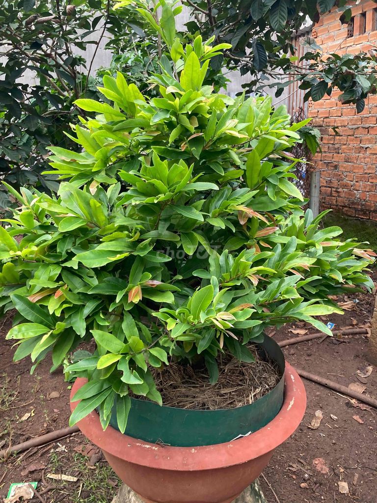 Mai cúc Thọ Hưng cao 1m hoành 25cm. Mua bán Cây cảnh, đồ trang trí tại Thành phố Buôn Ma Thuột Đắk Lắk được đăng bởi Đức thắng hình 1