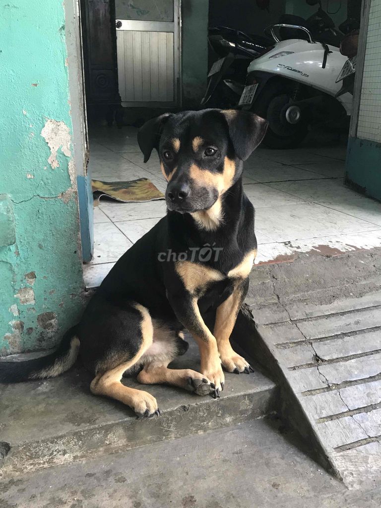 chó lai. Mua bán Chó tại Quận 8 Tp Hồ Chí Minh được đăng bởi bảo nguyễn hình 3