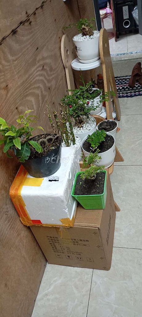 Chậu cây cảnh Gốm sứ Trắng. Mua bán Cây cảnh, đồ trang trí tại Quận Phú Nhuận Tp Hồ Chí Minh được đăng bởi phúc tiger hình 1