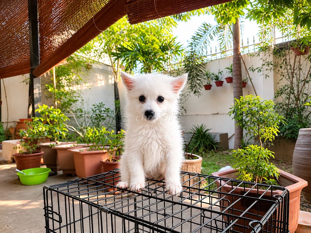 Chó cảnh cái 2 tháng tuổi Trắng. Mua bán Chó tại Quận Thanh Xuân Hà Nội được đăng bởi Quách Hải hình 1
