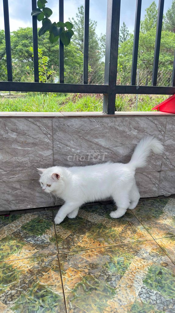 Mèo Anh lông dài trắng. Mua bán Mèo tại Huyện Trảng Bom Đồng Nai được đăng bởi Nguyễn Duy Đức hình 1