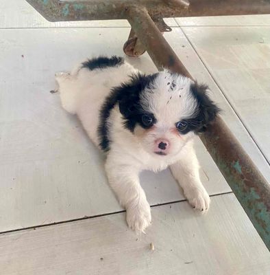 Chó Nhật đen trắng 2 tháng tuổi