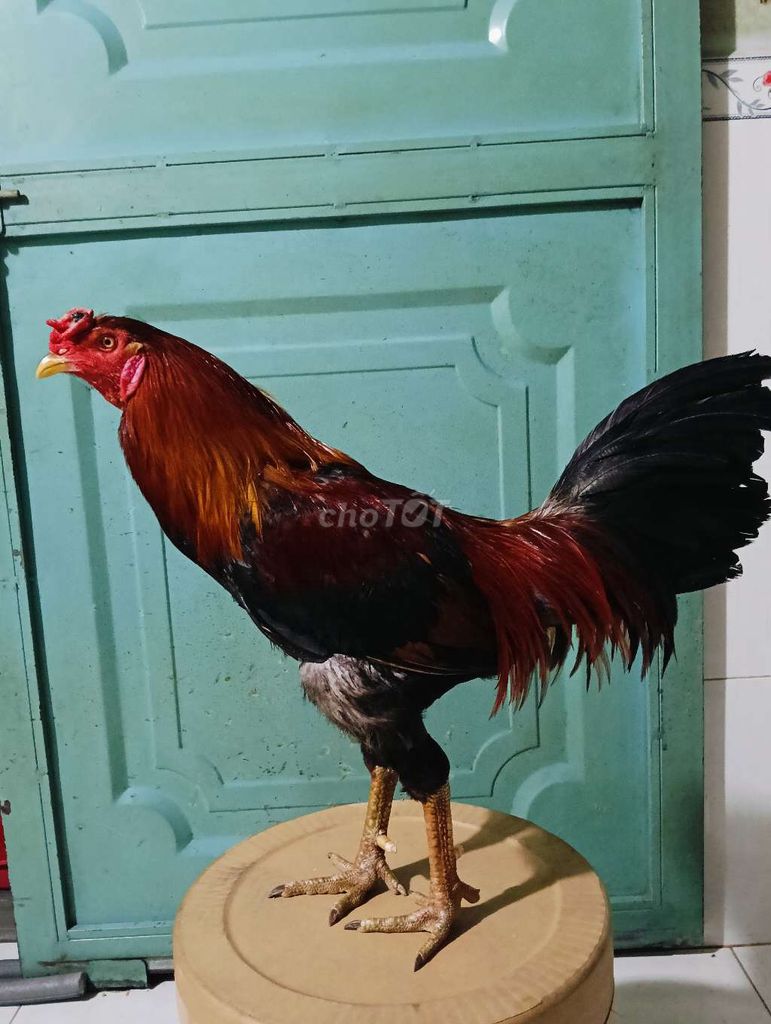 Điều hách mỹ 2k9 tay tốt